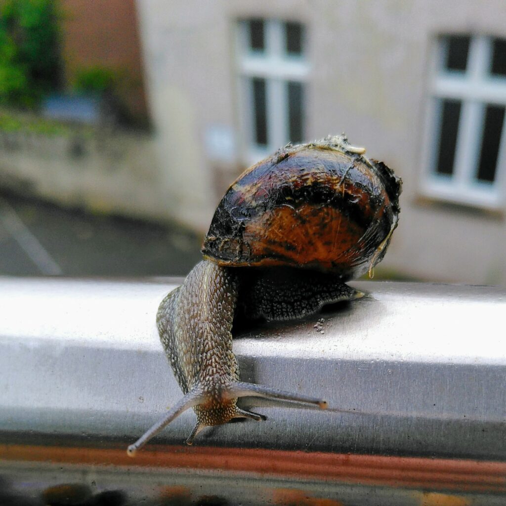 Snail on a rail